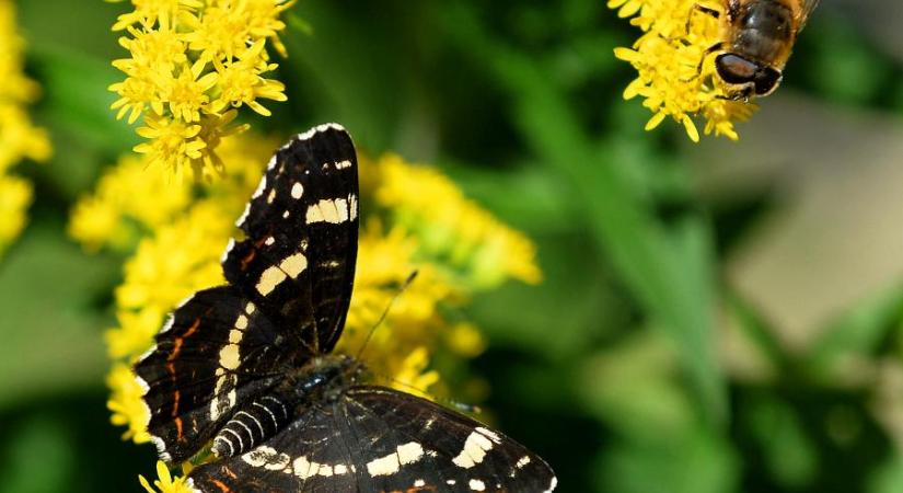 A pókhálós lepke lett az év lepkéje