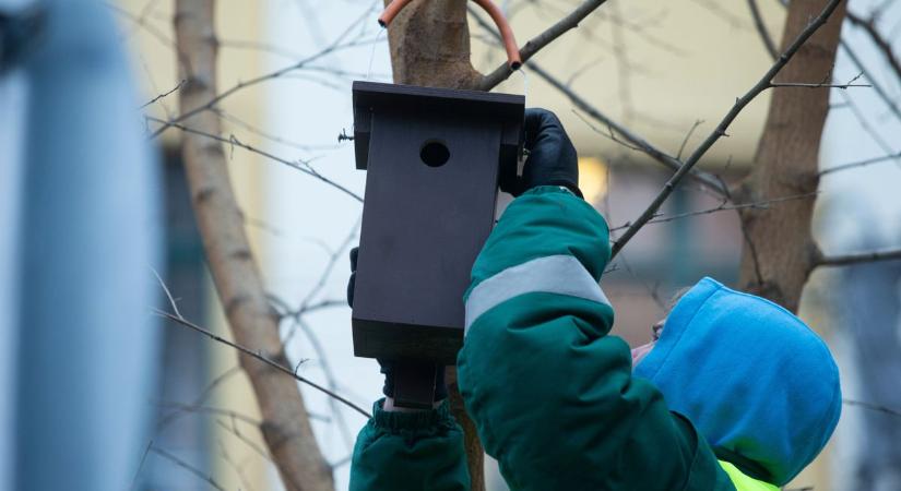 Madárbarát hely marad a Gyenes tér, új odúk várják a fészkelőket – galériával, videóval