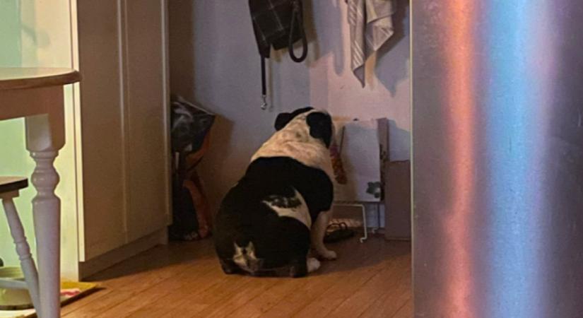 Minden este beül a konyha sarkába a bulldog: nem hiszed el, miért - Fotók