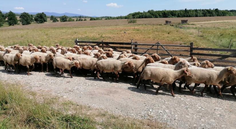 Ellési időszak a juhászatokban – Lesz elég bárány húsvétra