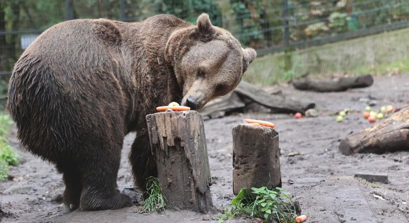 Ónos eső: korábban zárhat a pécsi állatkert