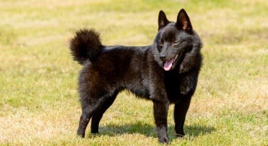 Spitz-mudi keverék? Nem, ő a schipperke!