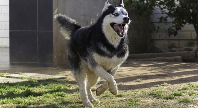 A husky kalandjai: miért tűnik úgy, hogy ő irányítja a háztartást?