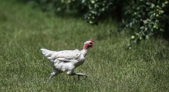 Az állataikat mentik a gárdonyi civilek, még tart az olajszennyezés felszámolása