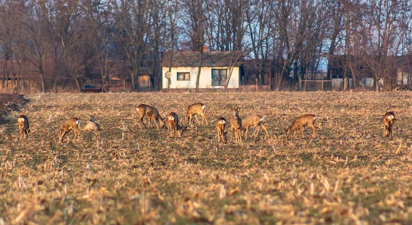 Januárra búcsút inthetünk a téli időnek