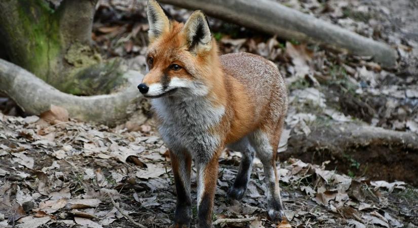 Az iskola udvarán hagyta zsákmányát a róka (fotóval)