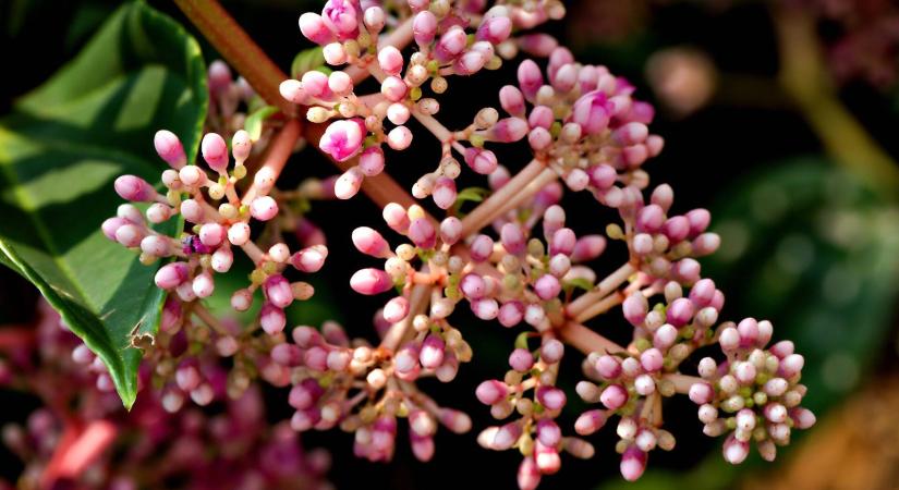 A pompás medinilla téli ápolása