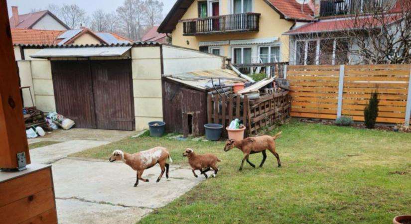 Fél Szombathely most a szökésben lévő juhoknak szurkol: egészen meglepő helyeken fotózzák őket