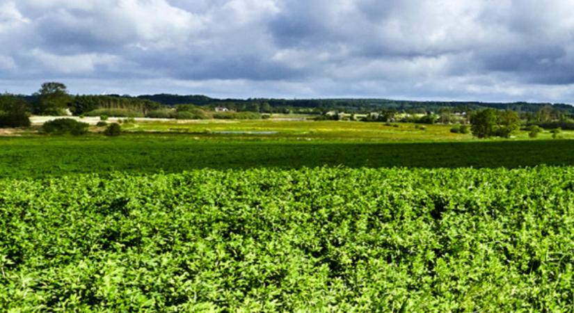 Vital-Feed lucerna fajtakínálata a gazdaság profitabilitása és rentábilitása érdekében nemesítve