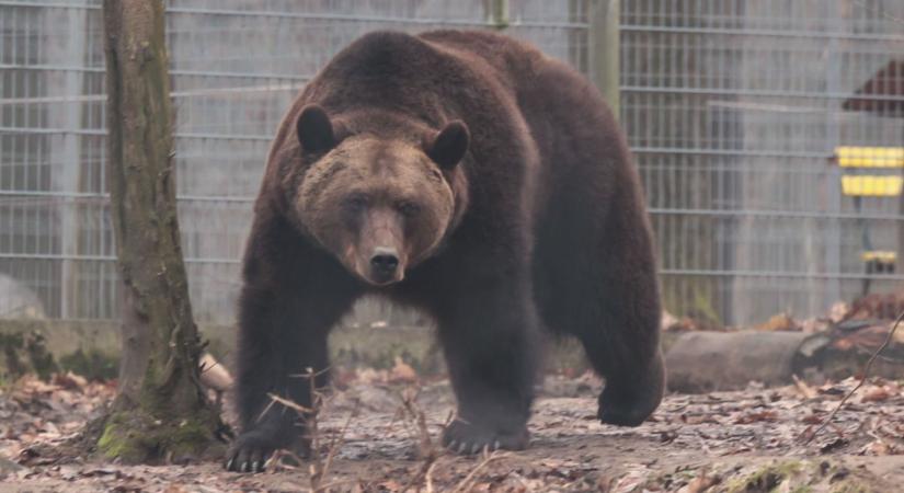 Hiedelmek, babonák, jeles dátumok januárban: medve a barlangban, fényesedjék Szent Pál napja