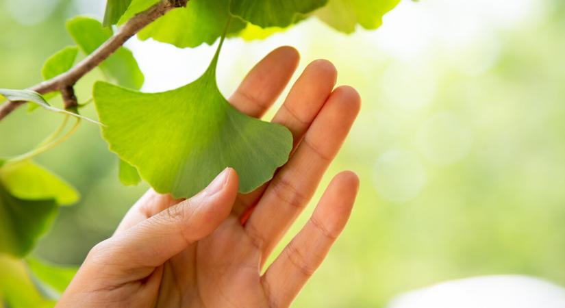 Ginkgo biloba: javítja a koncentrációt, de lehetnek mellékhatásai