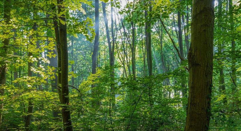 Fenntartható erdőgazdálkodást támogató szoftver fejleszt a Naviscon Mérnöki Tanácsadó Zrt.