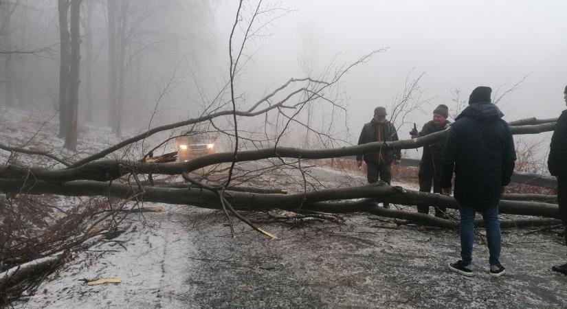 Kidőlt fa okoz torlódást a 24-es főúton