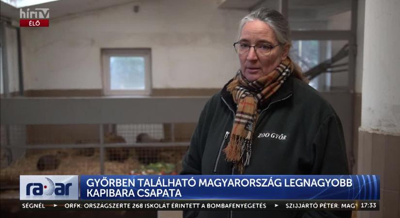 Radar - Magyarország legnagyobb kapibara csapata él Győrben  videó