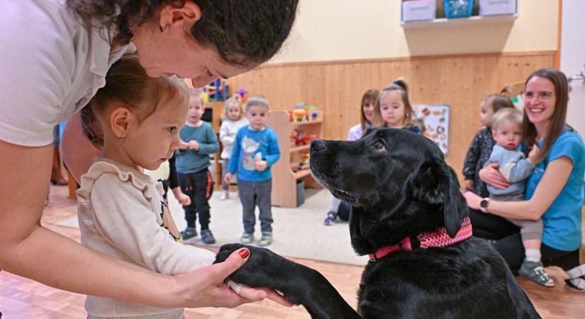 Csente csaholt a Montessori bölcsiseinek  fotók, videó