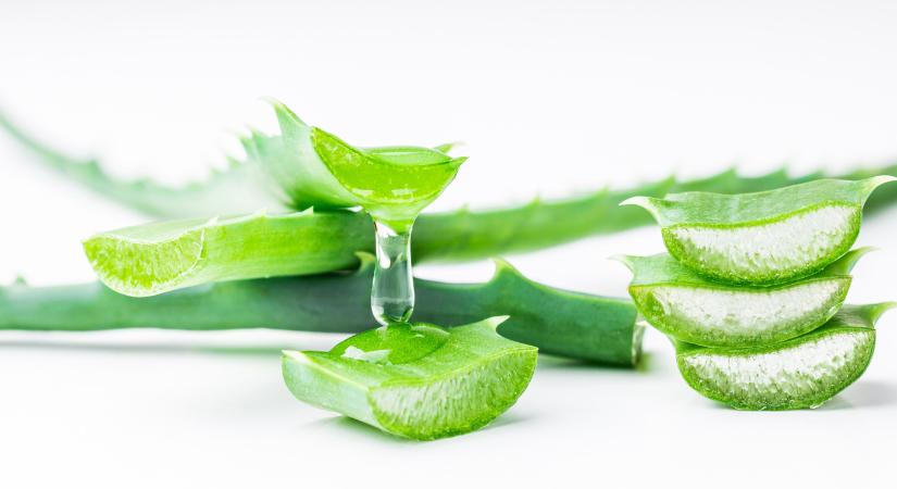 Aloe vera, a bőr jótevője