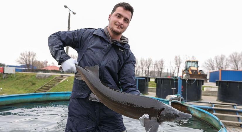 Soha nem találná ki, melyik szigetközi faluban készítenek luxuskaviárt! – Fotók, videó