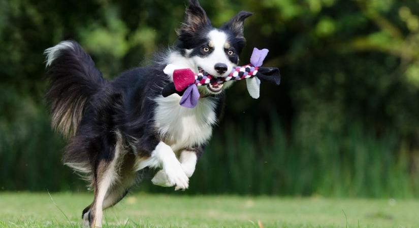 Border collie-k, a kis zsenik: miért szeretnének mindenkit irányítani a kutyafuttatóban?