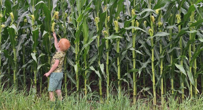 Ilyen nyár után hatalmas meglepetés érte a gazdát a kukorica betakarításakor