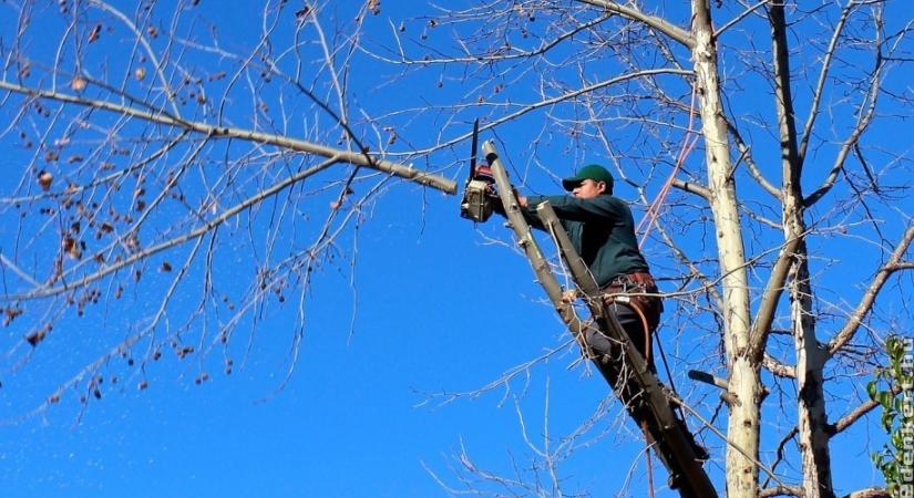 Fák ifjító metszése: ezeket a hibákat sokan elkövetik