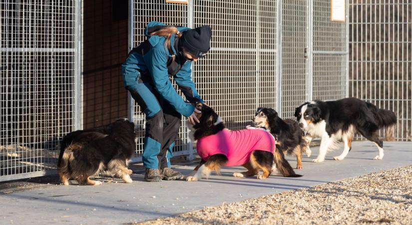 Új esély a csöngei szaporítótelepről mentett kutyáknak (képgalériavideó)