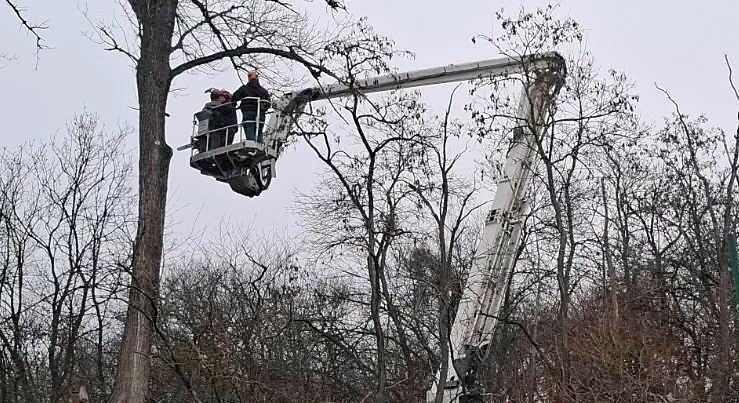 Veszélyes fákat távolított el a vármegyei Horgász Egyesületek Szövetsége