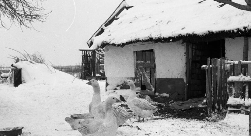 Vásárhely Anno: gyilkos hideg pusztított száz éve