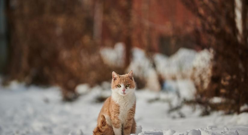 Vajon többet alszanak télen a macskák?