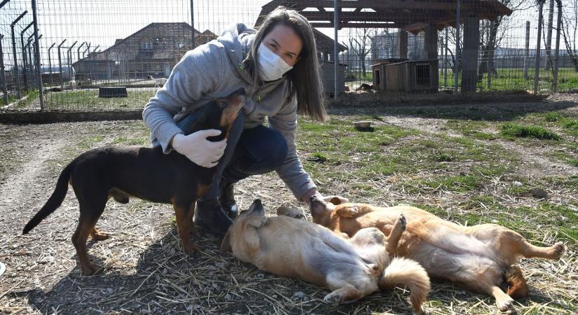 Buci, Bogyó és Bella/Bori várja gazdáját