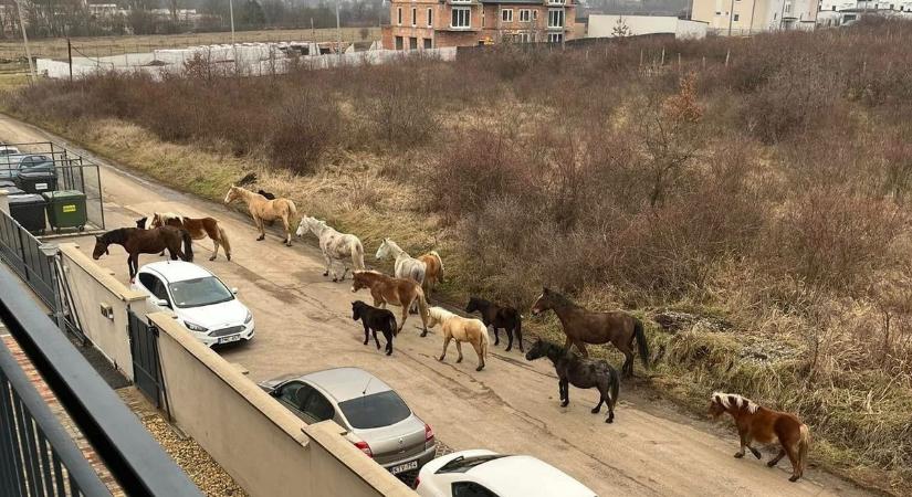 Egy tucat ló indult meg Eger belvárosa felé  fotók