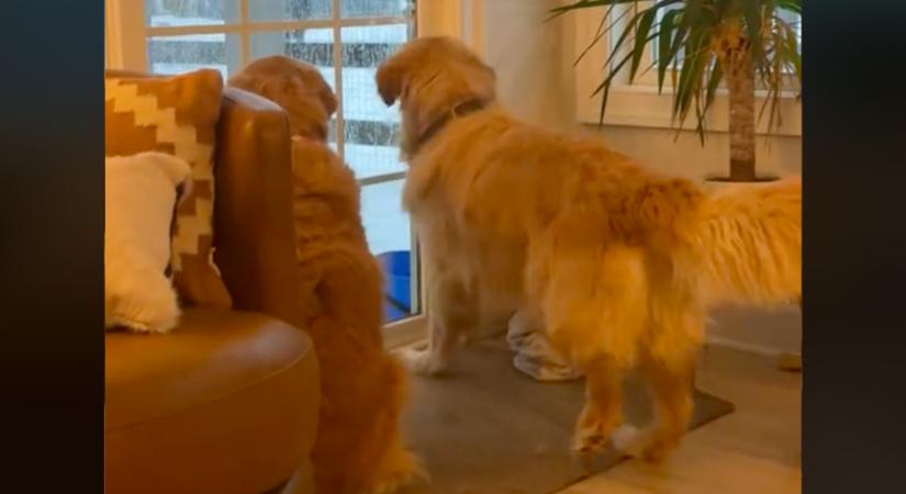 Nagyon ki akar menni a golden retriever a kertbe: amit tesz, azon pusztul a fél világ - Videó