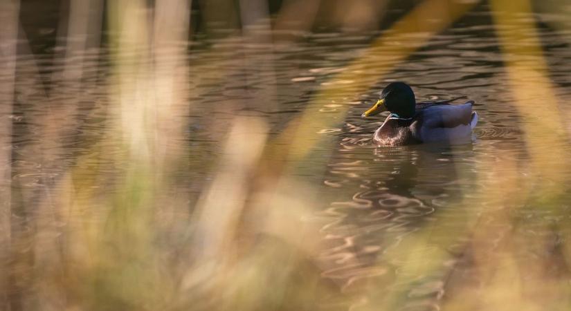 A hét utolsó napján is tavaszias idő várható Hajdú-Biharban