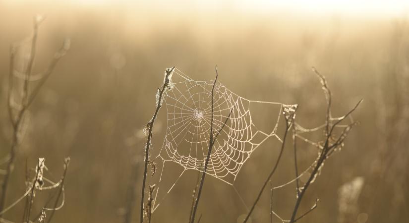 Kora tavaszias idő – akár 15 Celsius-fok is lehet vasárnap a Csallóközben