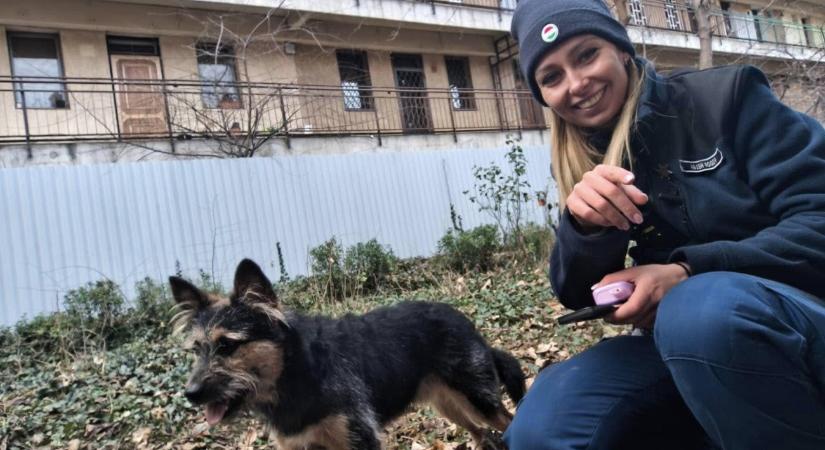 Picúr sokat sírt - a gyönyörű szőke rendőrnő és a kimentett kutya