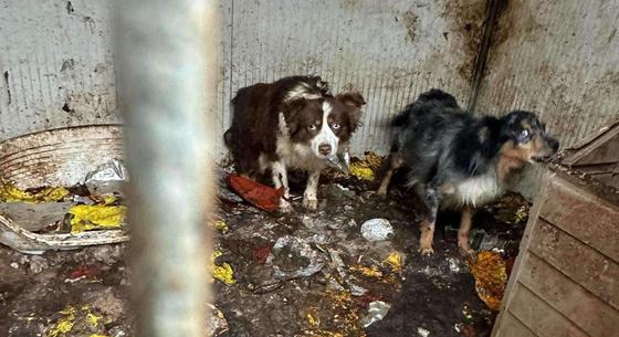 Rekord összegű bírságot szabtak ki a csöngei szaporítóra, aki döbbenetes körülmények között tartotta az állatait