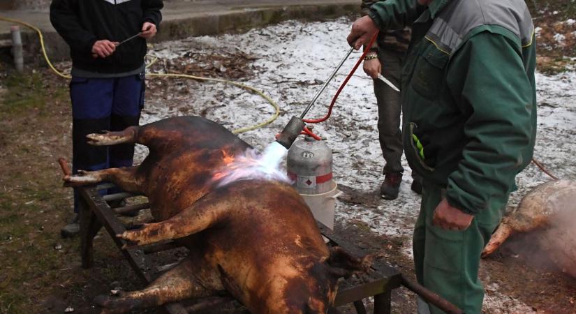 Disznóvágáson malackodhatunk a következő hetekben