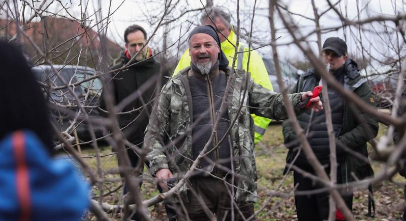 Metszőollóval a jó termésért – Hogyan alakítsuk a gyümölcsfa koronáját?