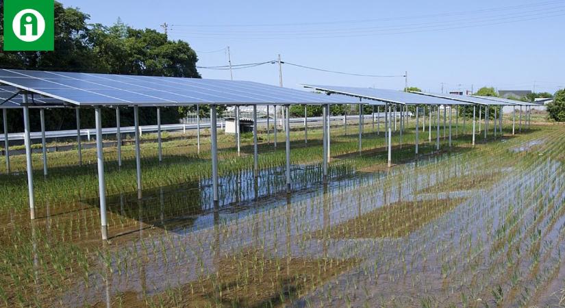 Engednél a földedre agrofotovoltaikus rendszert? A német gazdák így döntenének