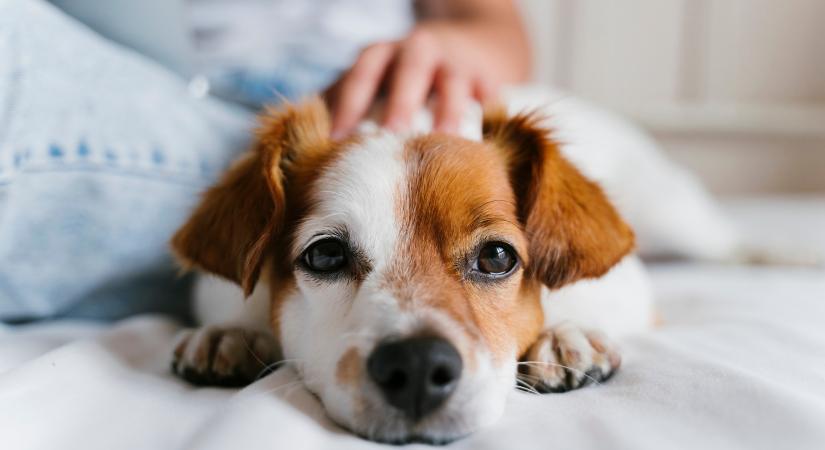 Ezek a kutyák élnek legtovább: a yorkshire terrier, a tacskó és a csivava is felkerült a listára