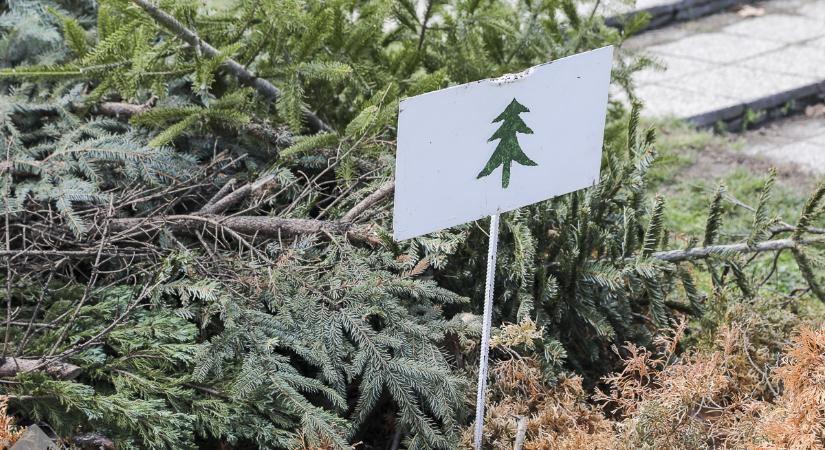 A fenyőfák január 31-ig vihetőek el a kijelölt gyűjtőhelyekre