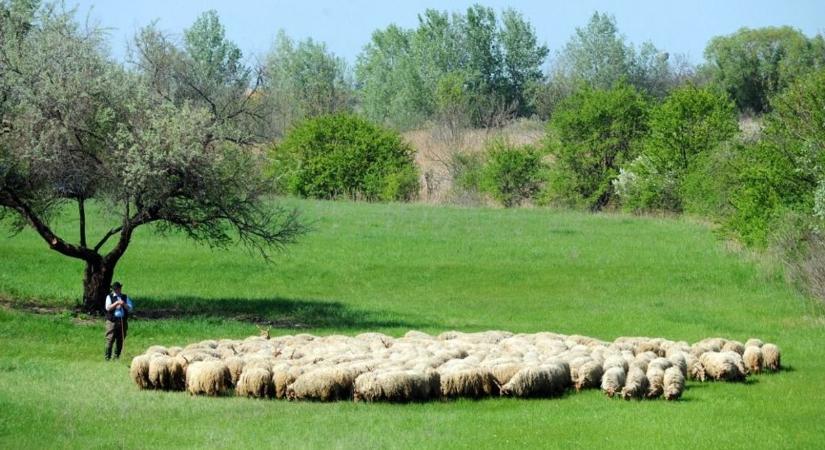 A magyar bárány a legdrágább az unióban