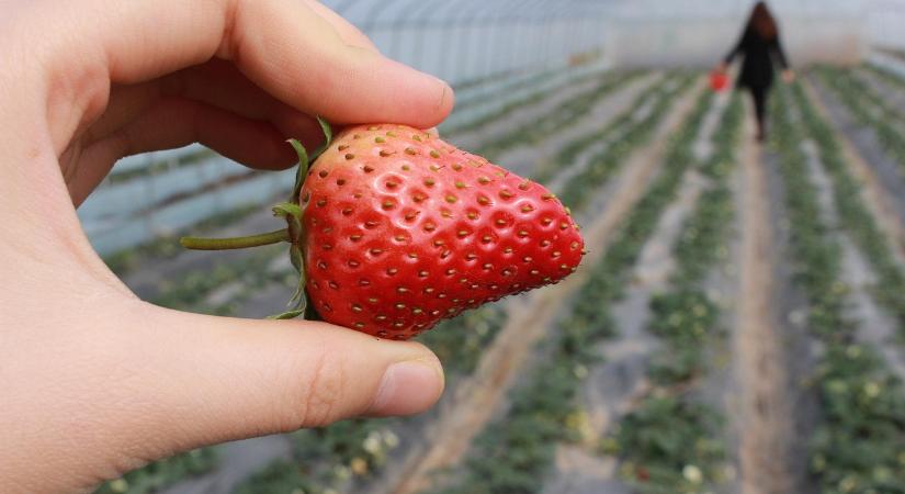 Kérdőívet indít az Agrárminisztérium