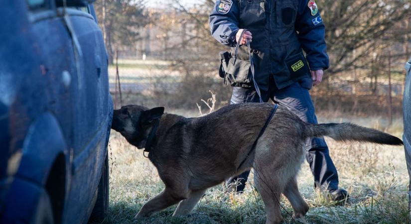 Vásáron vette meg a rendőrség Dívót  videó