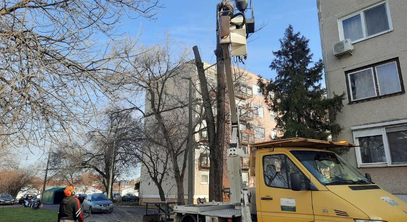 Faápolási munkálatokat végeznek a Család utcán