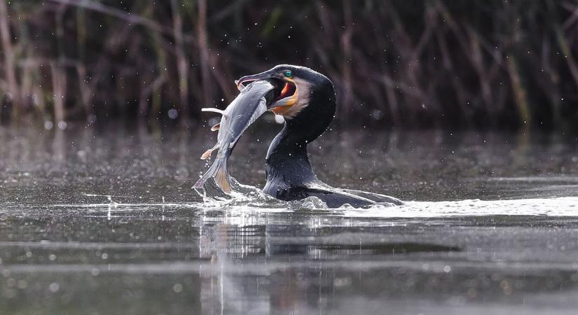 Tizenkét évig dézsmálta a Balaton halait, most kilőtték