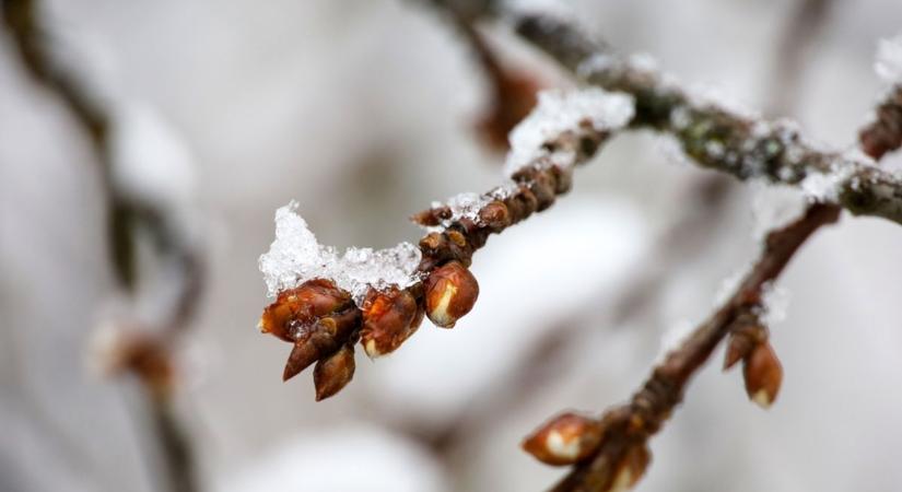 Tavasz a télben: rügyfakadás januárban?