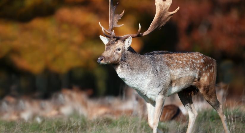 Nemzeti kincs lett a bakonyi dámbika trófeája