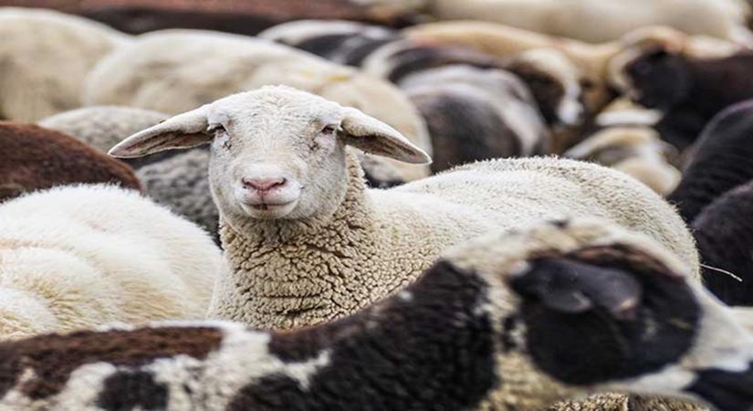 Nem csak a juhokról, a takarmányról is gondoskodni kell