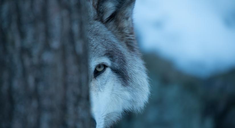 Többször is látták idén a veszélyes fenevadat Nógrádban