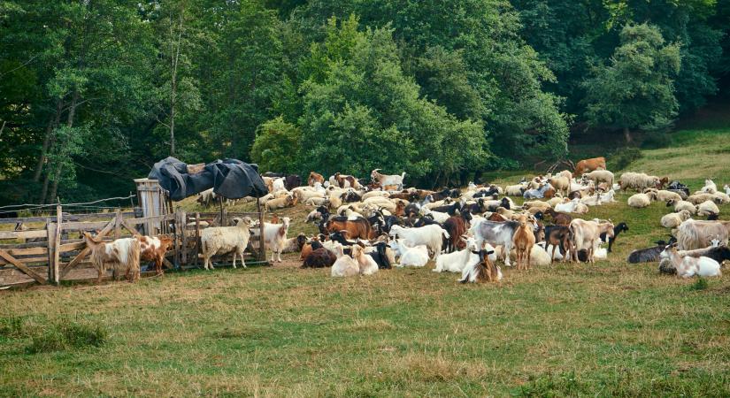 Állatokra halálos vírus ütötte fel a fejét Magyarországon, határzárat rendelt el a Nébih